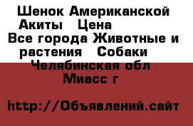 Шенок Американской Акиты › Цена ­ 35 000 - Все города Животные и растения » Собаки   . Челябинская обл.,Миасс г.